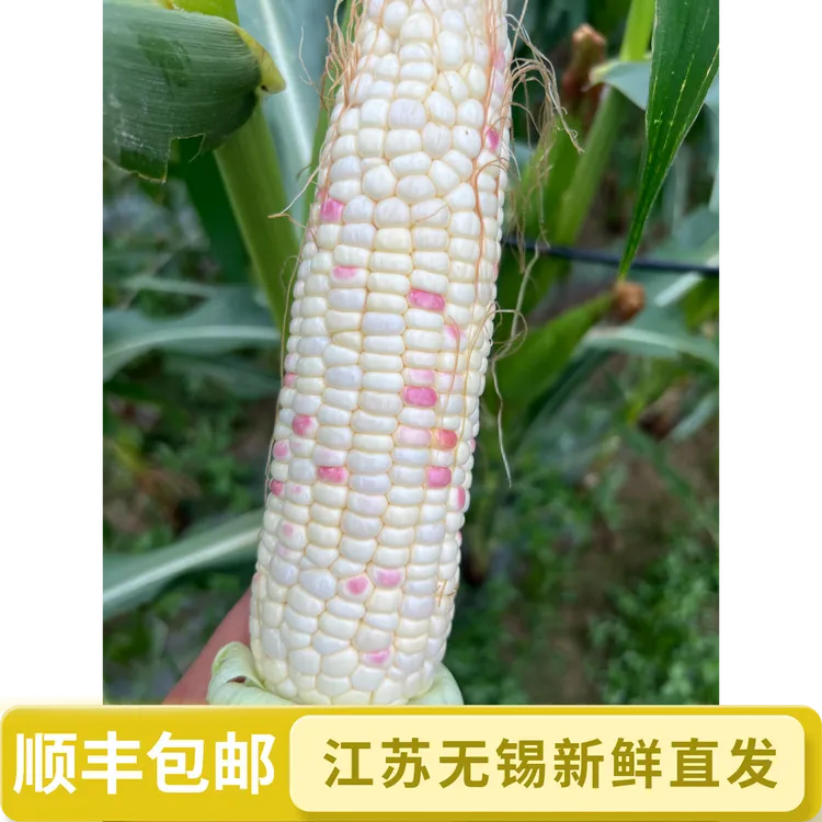 顺丰包邮 【新鲜发货】头茬露天花糯玉米鲜甜软糯 口感鲜嫩