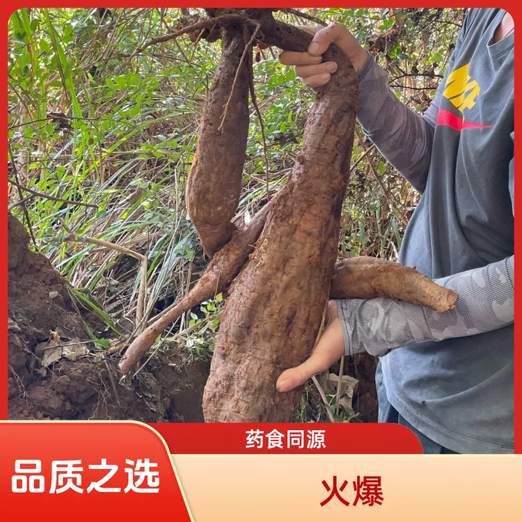 农家大山里现采新鲜葛根，煲汤.泡茶.泡酒【药食同源佳品】