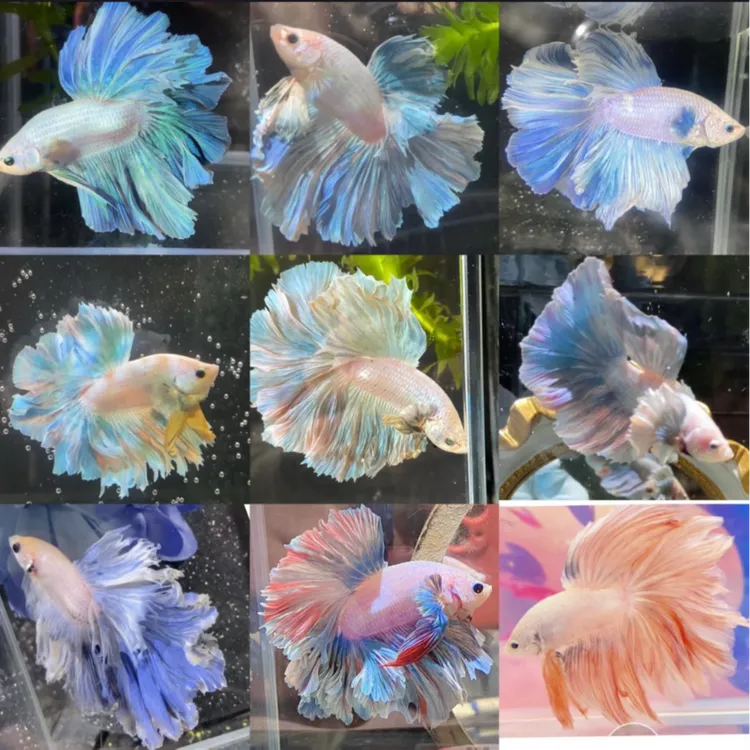 啊杰水族直播选号001-150号精品泰国斗鱼穿着婚纱的鱼活体观赏鱼