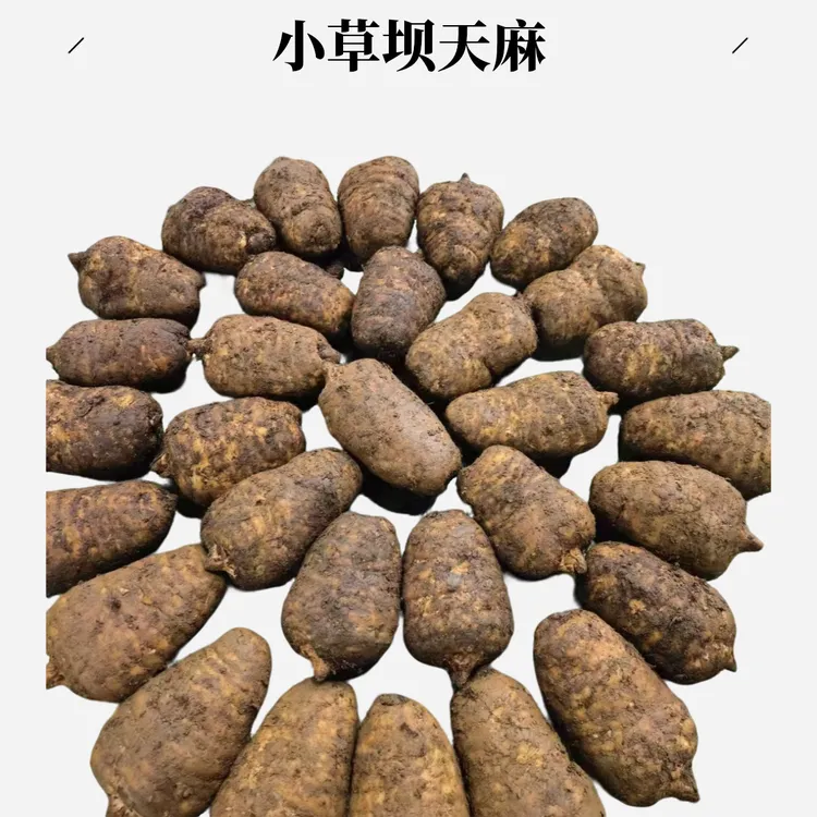 云南昭通小草坝天麻