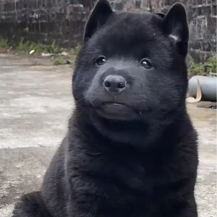 纯种正宗五黑犬看家狩猎犬