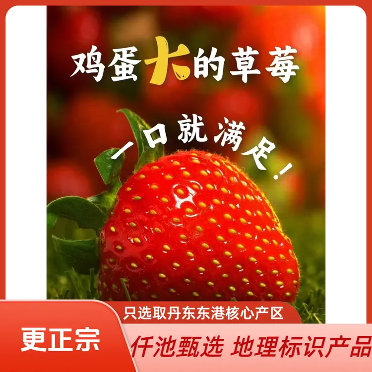 【红颜草莓】正宗丹东九九大草莓核心产区顺丰空运新鲜应季现摘现发