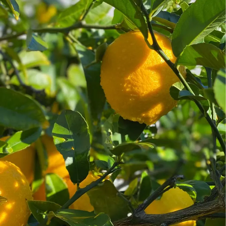 lubao/绿豹包邮送货上门香水柠檬树（基地直发）大型绿植盆栽室内
