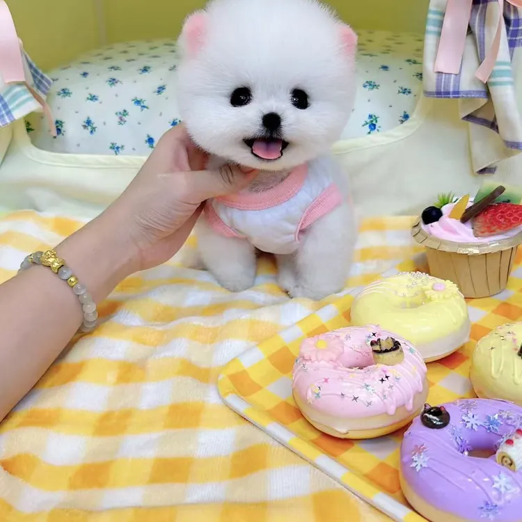 思宇博美茶杯犬狗狗活体