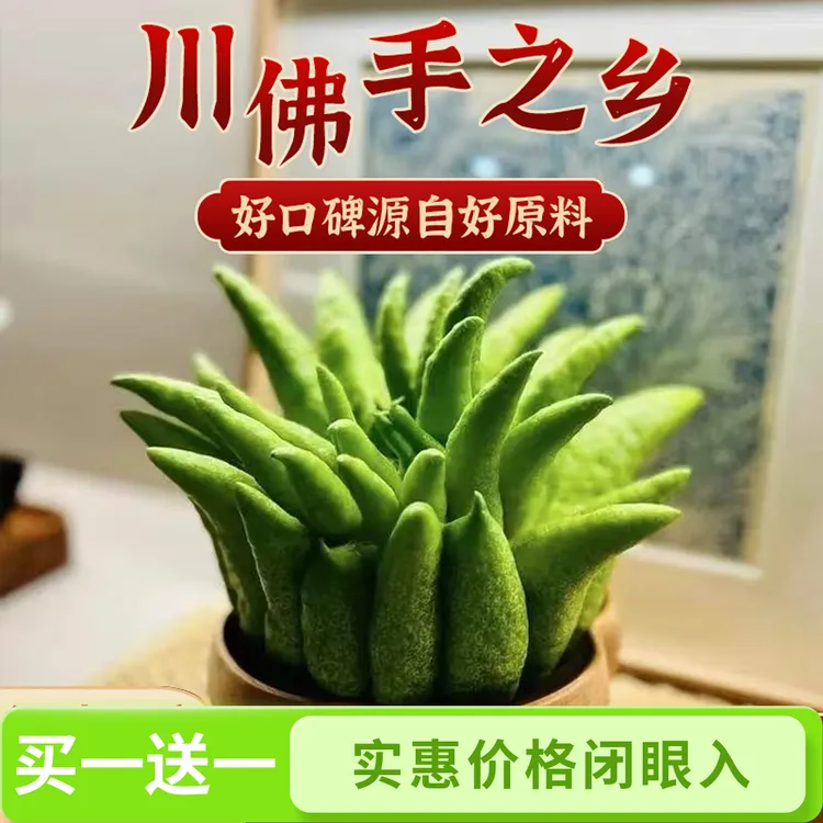 【超大果500g】买一送一佛手柑自带清香装饰观赏随机