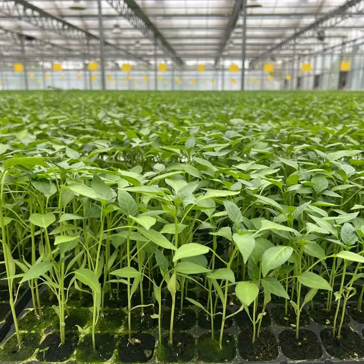 小米辣秧苗带营养土发货盆栽地栽好种植（到手包活，种不包活）