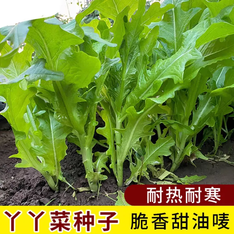 【丫丫油麦菜种子】绿开叉油麦菜种子耐热耐寒秋播甜麦菜种子蔬菜籽