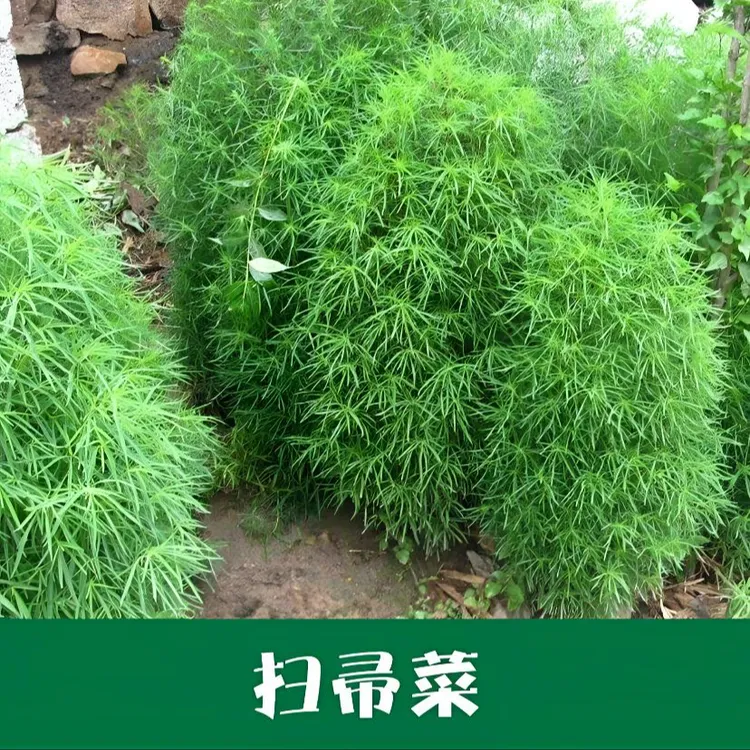 【扫帚菜种子】绿叶地肤草野菜四季蔬菜庭院室外种植绿地肤种子