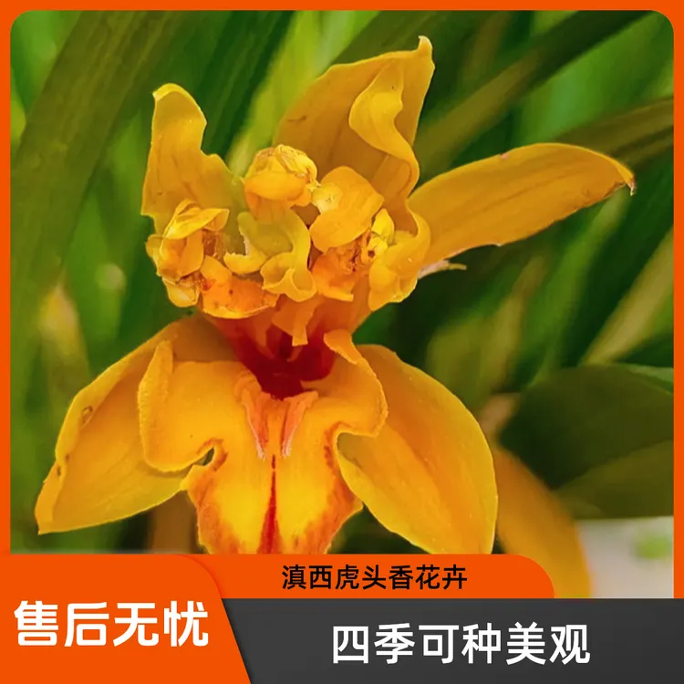 开花超香好养易活室内室外适用的虎头兰名品