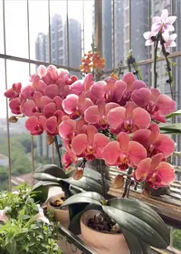 复古爆花欧品2个【纳博纳】蝴蝶兰花期6-7个月以上推荐