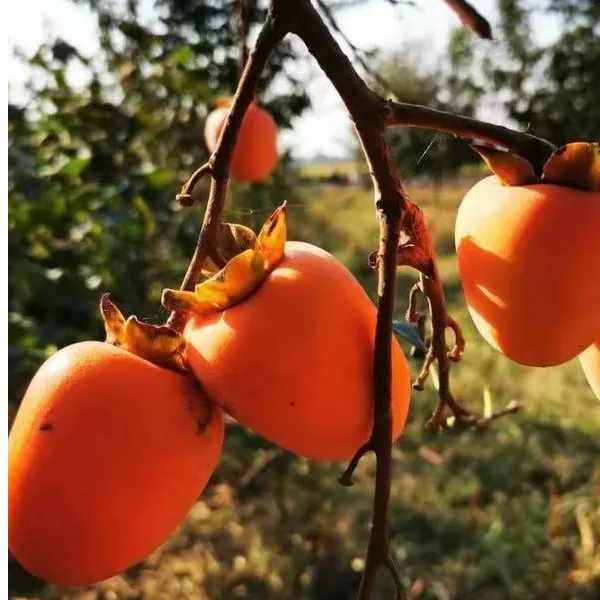 牛心大棵柿子苗树苗庭院种植特大柿子苗嫁接柿子苗柿子树