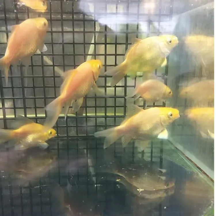 红    蝴蝶鲤幼苗（10-13cm)*2条  