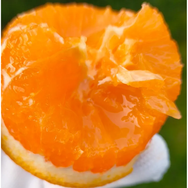 正宗秭归九月红脐橙新鲜现摘橙子孕妇水果