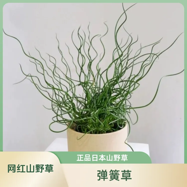 弹簧草正品日本山野草弯曲有弹性无叶花卉绿植室内客厅网红植物