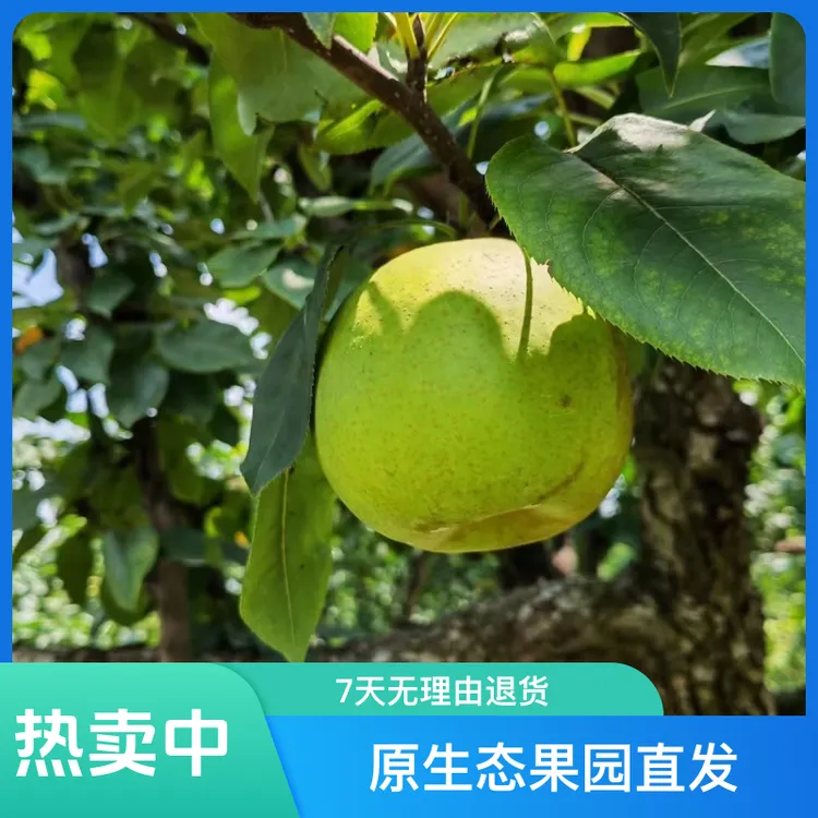 新鲜砀山青梨翠冠梨翠冠梨口感脆甜多汁当季水果现摘现发