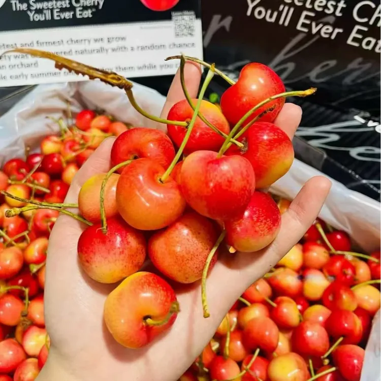 智利空运雷尼尔 黄金车厘子 J-JJJJ/礼盒顺丰/内附果径卡