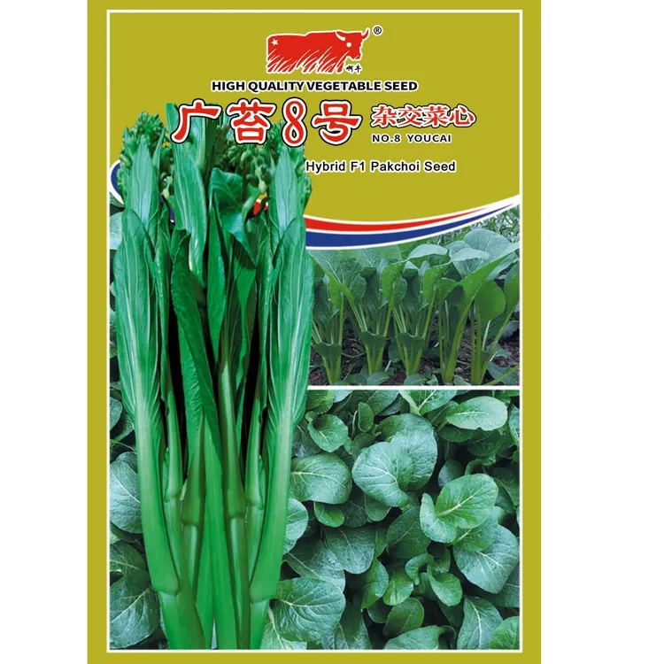 广苔8号杂交菜苔蔬菜种子菜心种子蔬菜