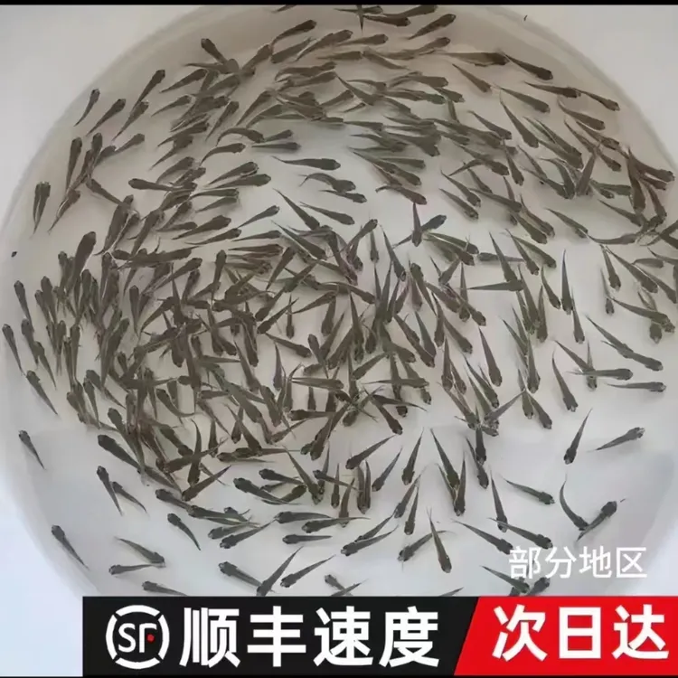 乌龟吃的小鱼苗喂乌龟饲料鱼活鱼食蚊鱼麦穗鱼龙鱼斗鱼宠物饲料