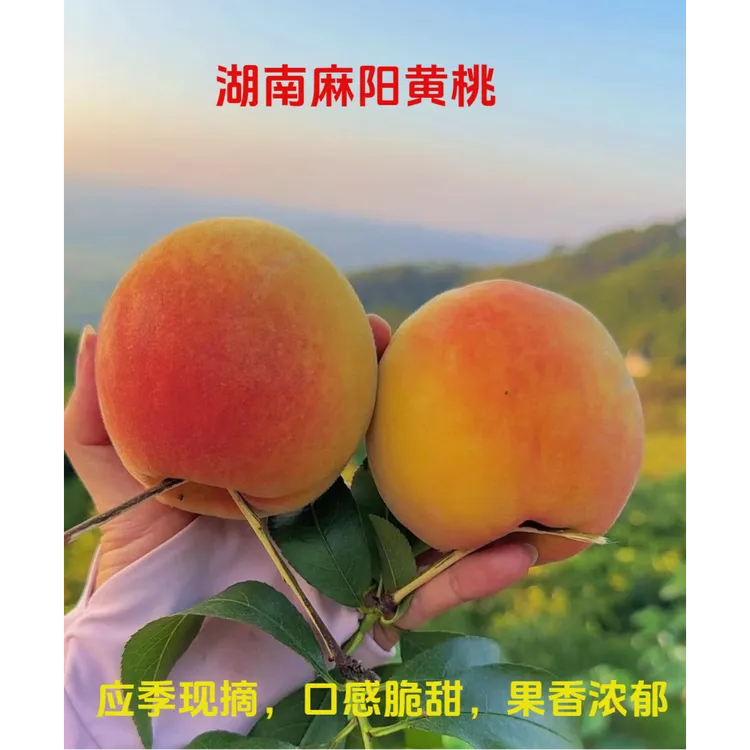 湖南麻阳锦绣黄桃现摘新鲜脆甜多汁应季水果