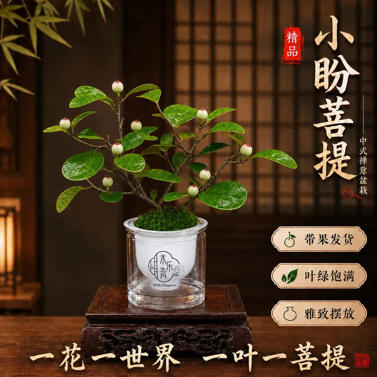 【带多果实 小盼菩提盆栽】精品禅意植物室内绿植客厅摆件好养商品图