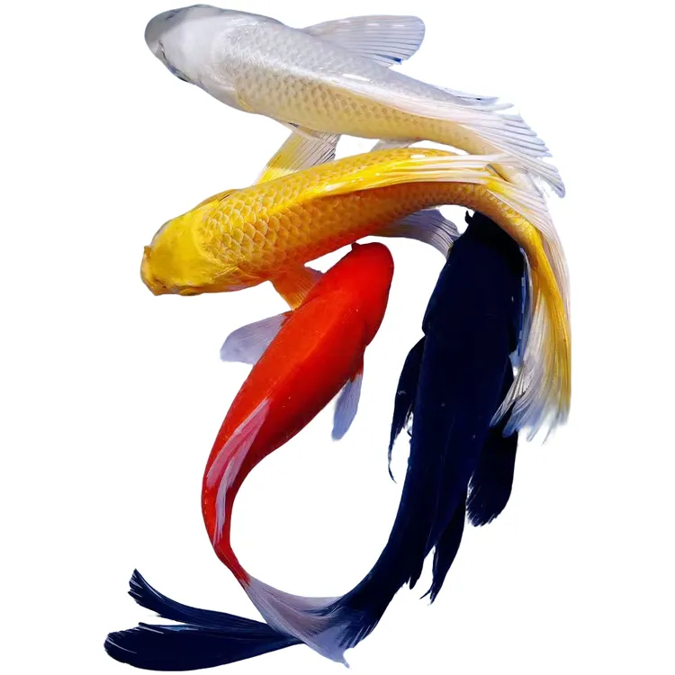 大尺寸冷水观赏鱼蝴蝶鲤组合