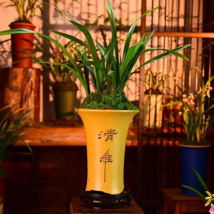 建兰铭品【荷王】高端紫砂盆浓香兰花室内花盆好养易活