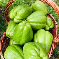 贵州佛手瓜新鲜洋瓜当季应季蔬菜瓜果农家种植脆甜口感寿瓜丰收瓜