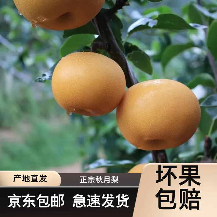 【京东包邮】莱阳秋月梨入口即化甜度高核小无渣极速发货新鲜直达
