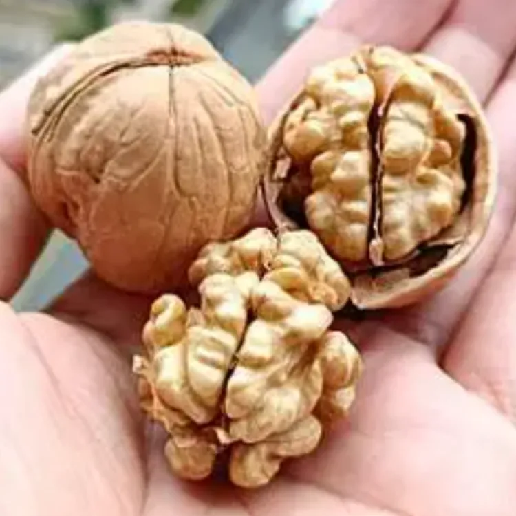 正宗核桃树苗嫁接8518核桃薄壳纸皮核桃苗盆栽地栽 3年苗买一送一