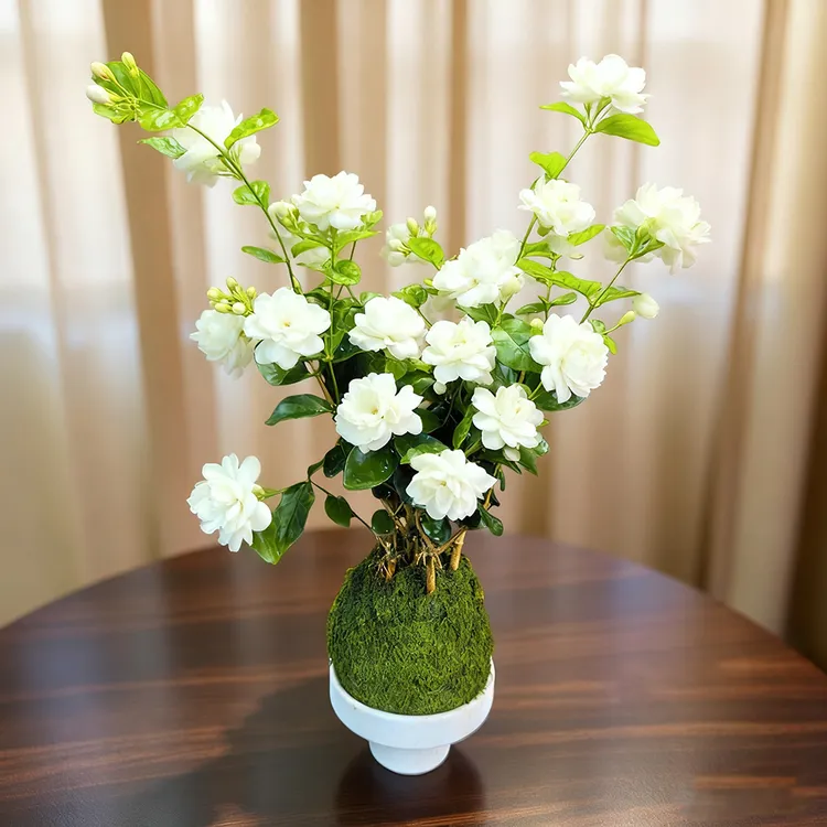 【茉莉花】重瓣香水茉莉花盆栽可地栽喜阳喜水阳台绿植花卉带花苞