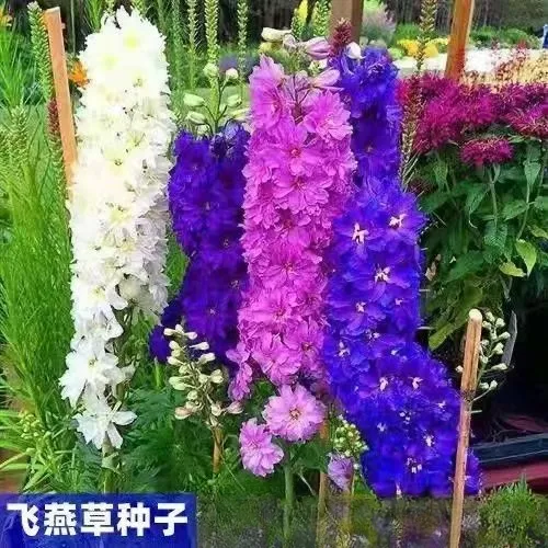 推荐重瓣大花飞燕草种子盆栽稀有花四季易活阳台多年生庭院室外花