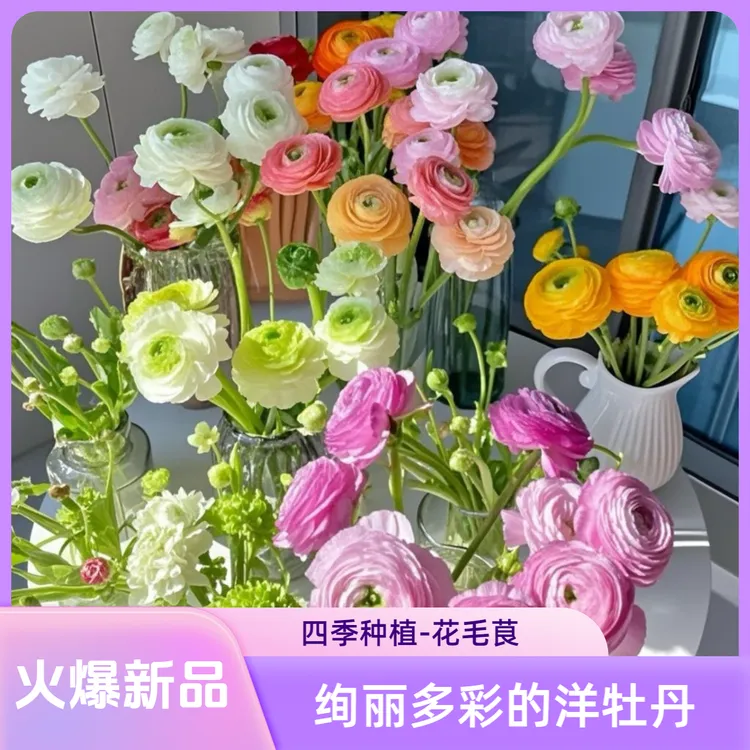 【花毛茛种球】四季种植花开满园盆栽地栽洋牡丹春季新种根