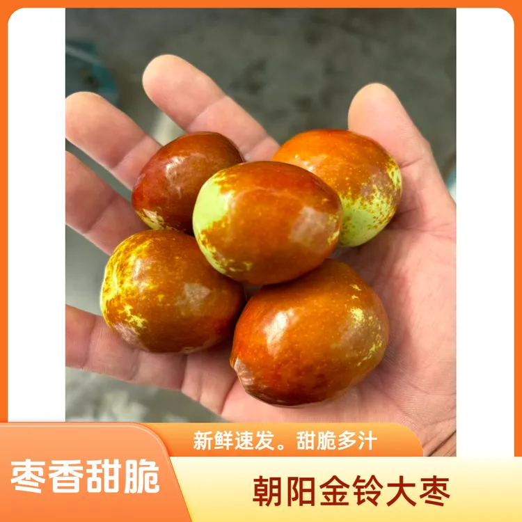 朝阳金铃大枣新鲜采摘枣香甜脆皮薄肉厚产地直发5斤包邮京东快递