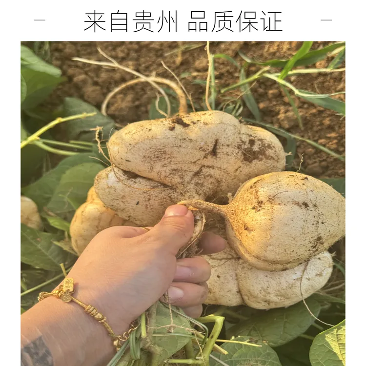 贵州新鲜地萝卜当季凉薯地瓜土瓜豆薯沙葛地下