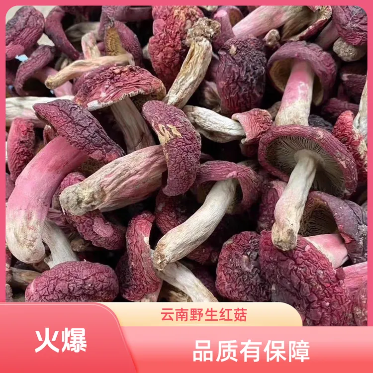 云南思茅特产野生干大红菇100g大小开放大红菌枞树菌杨梅杨梅干