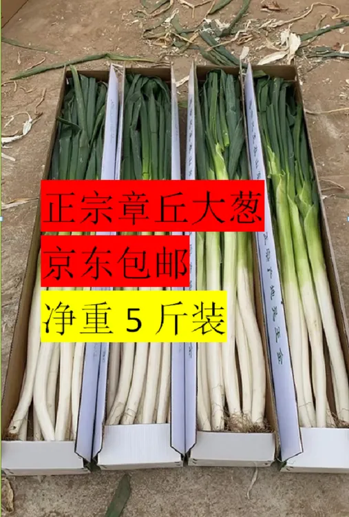 正宗章丘高白脆甜大葱田间现刨现发