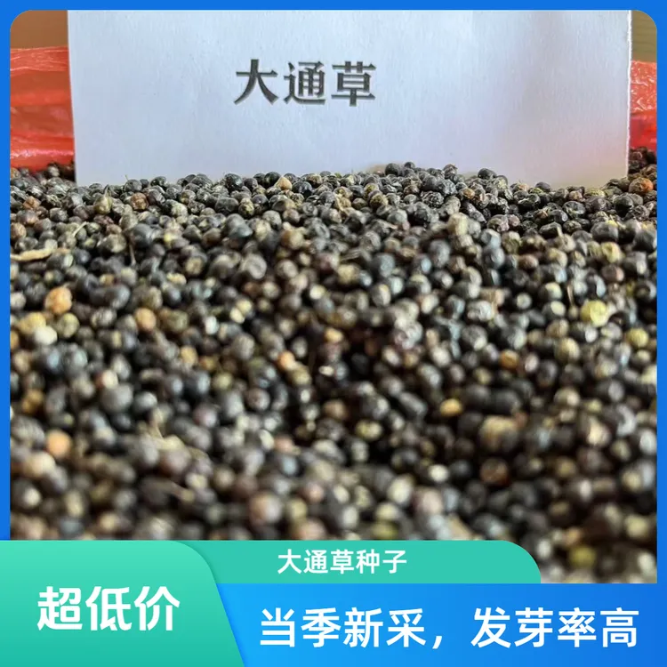 新采大通草种子发芽率高当季新种子发芽率95%批发大通草正品种子