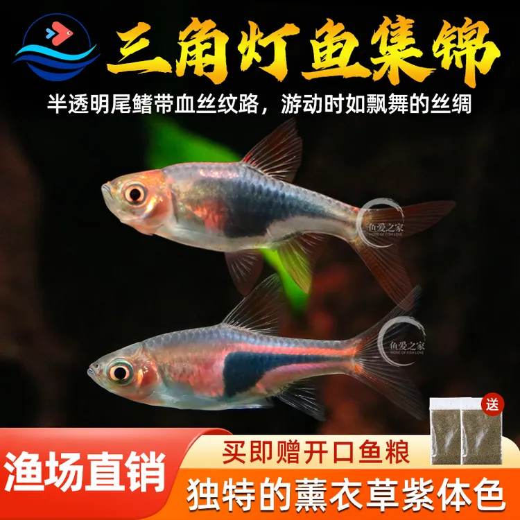 大三角灯鱼紫三角灯鱼蓝三角草缸群游好养淡水观赏鱼活体灯科鱼苗