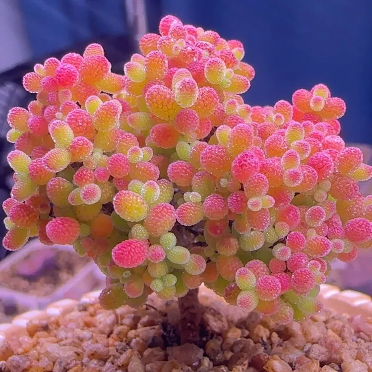 蜜橘糖球金桔糖球冰晶枝干番杏糖果枝干多肉植物