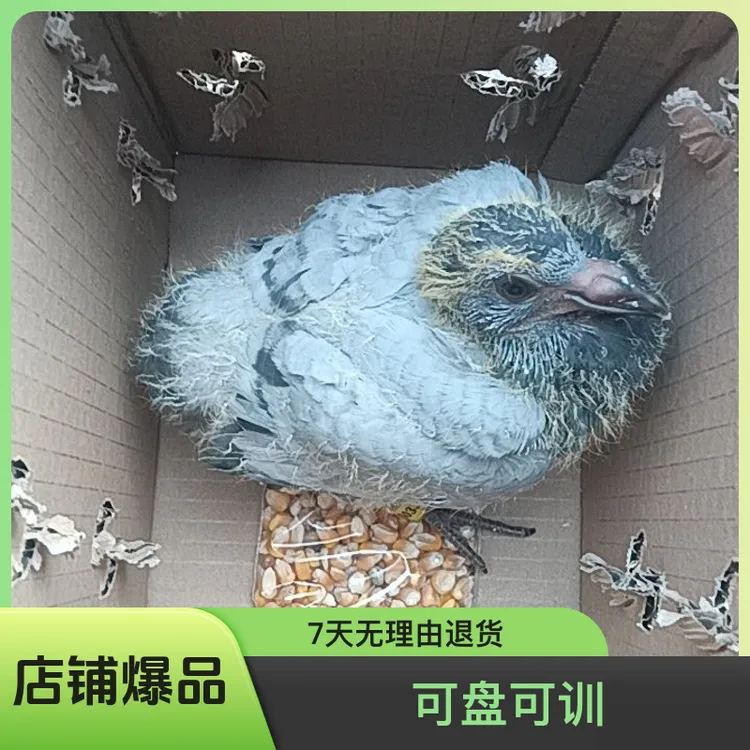 18天幼鸽可盘可训家飞引天落地方赛公棚赛成绩鸽海南西藏不发