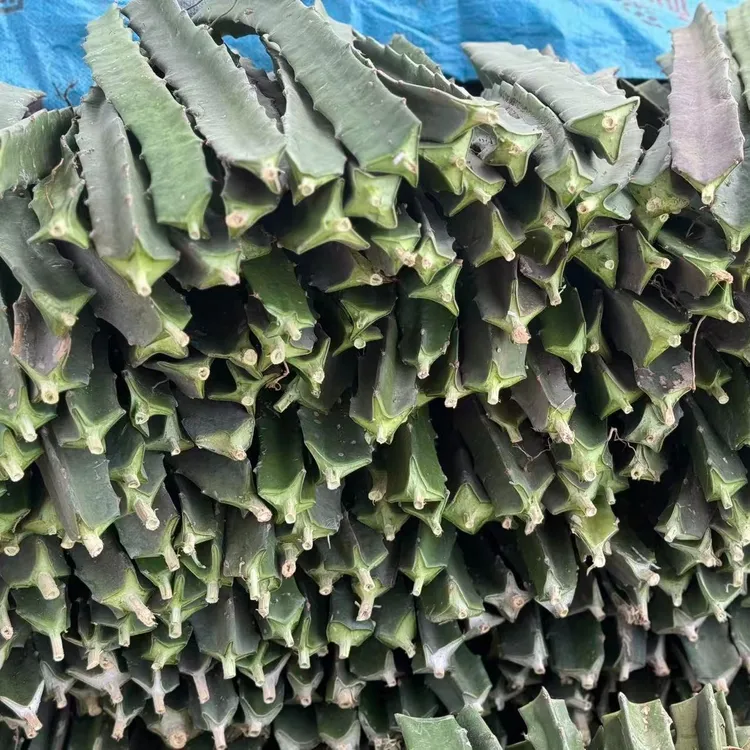 【新双色】火龙果种苗无根南北方都可种植自花授粉