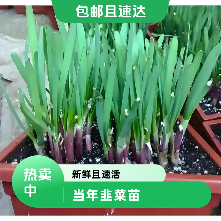 四季韭菜苗/大田阳台花盆泡沫箱花池都可/一次当季新鲜蔬菜