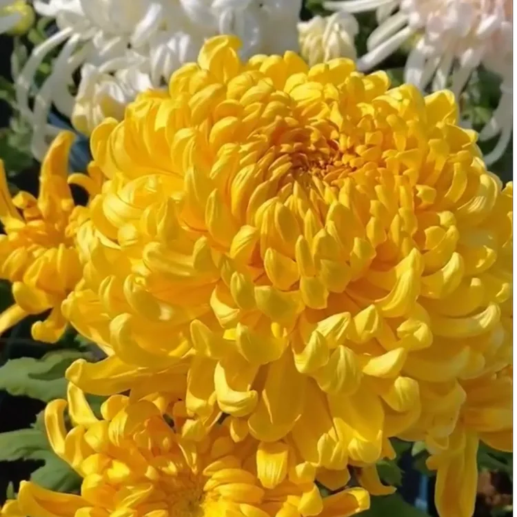 【金丝菊种子】四季种植盆栽地栽阳台小院种植