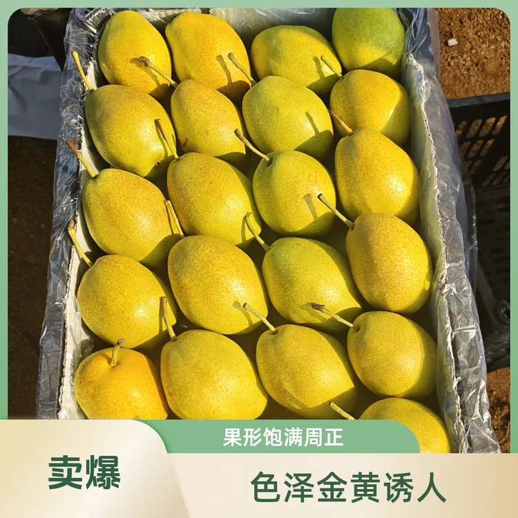 正宗东北脆香梨新鲜香梨脆甜多汁老少皆宜水果