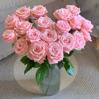 【云舍花卉】【杏仁奶糖】单头玫瑰 全场任意满两单及以上鲜花包邮