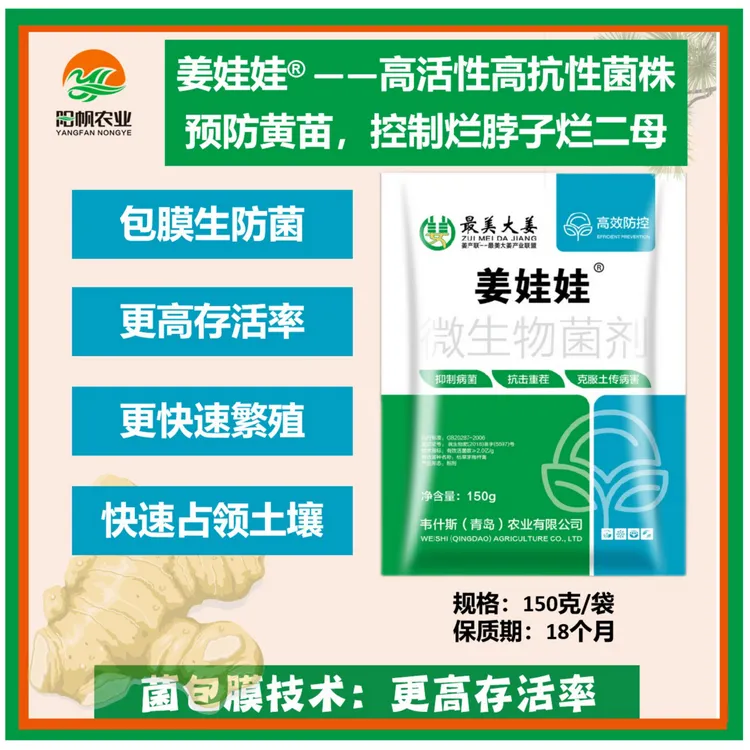 姜娃娃包膜生防菌单点灌根预防黄苗控制烂脖子烂二母