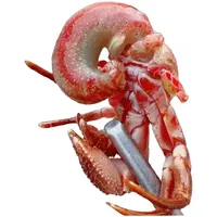 【特大号 虾怪】3斤装 带壳发货【保鲜不保活】