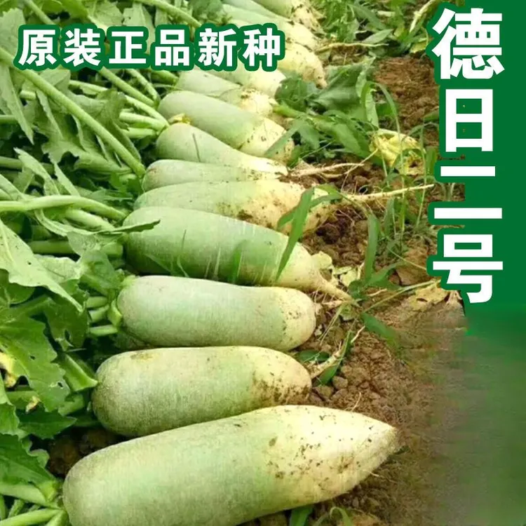春季德日二号萝卜种子绿萝卜种籽生吃脆甜沙窝萝卜籽四季播蔬菜种