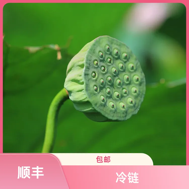 【湖南湘莲】新鲜水果莲蓬现摘莲子应季即食生吃脆甜嫩清甜饱满莲子