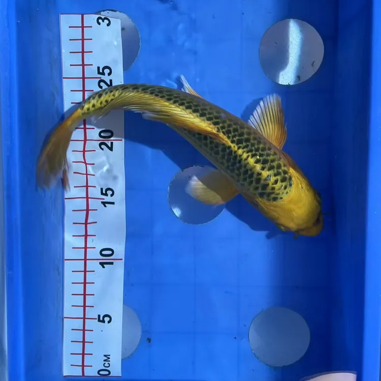 血统锦鲤鱼丹顶红鸿运当头冷水鱼